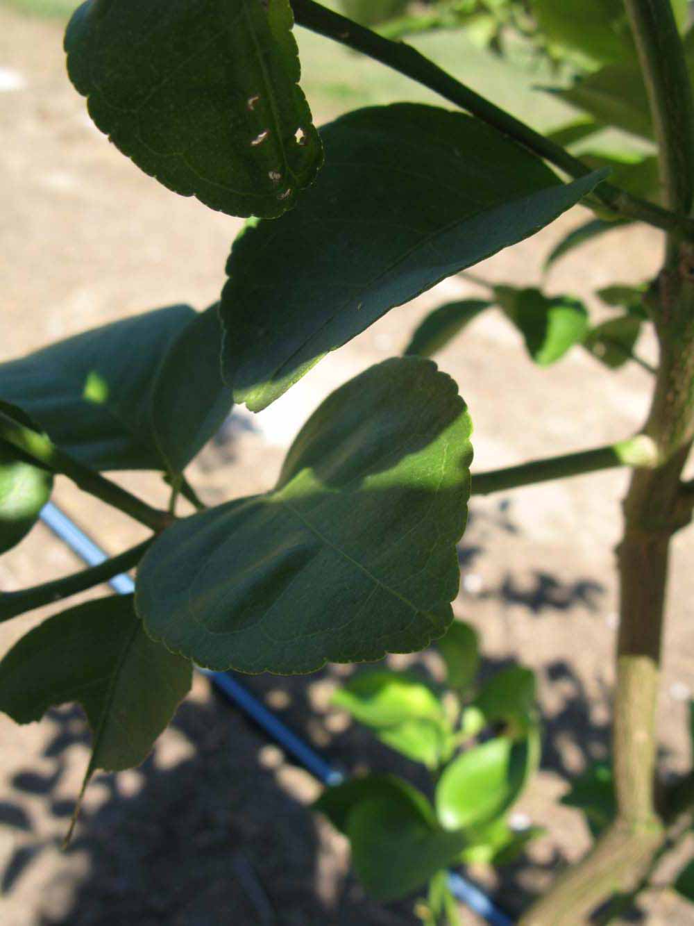              Shade leaves (Winter Haven, FL)       